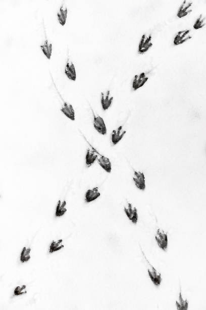 penguin footsteps in snow - bird footprint imagens e fotografias de stock