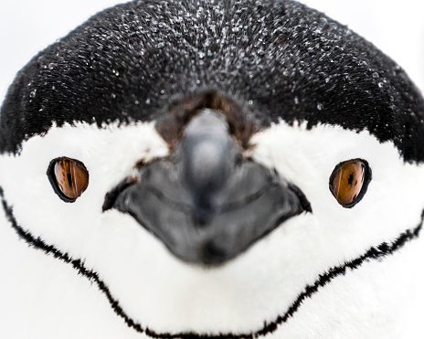 Close up chinstrap penguin (Pygoscelis antarcticus) portrait at Half Moon Island, South Shetland Islands