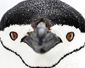 Close up chinstrap penguin