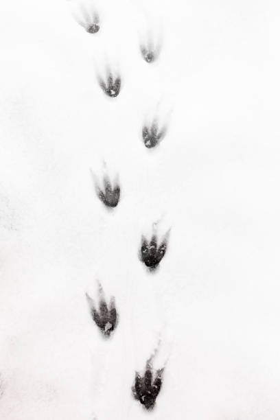 istock Penguin footsteps in snow 1146416744