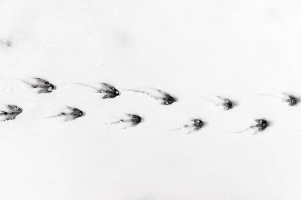 penguin footsteps in snow - bird footprint imagens e fotografias de stock