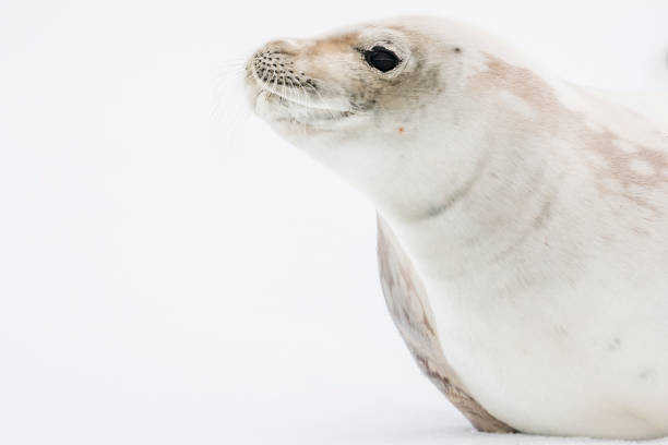 istock Crabeater seal portrait 1146416910
