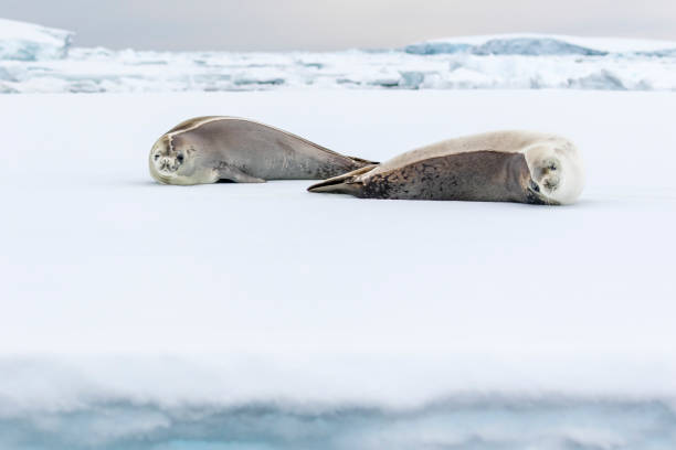 istock Crabeater seals portrait 1146417466