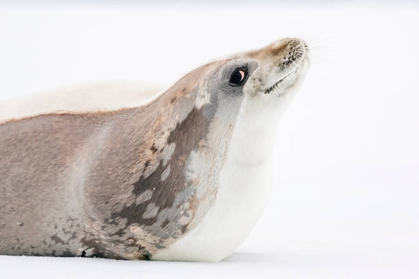 istock Crabeater seal portrait 1146417473