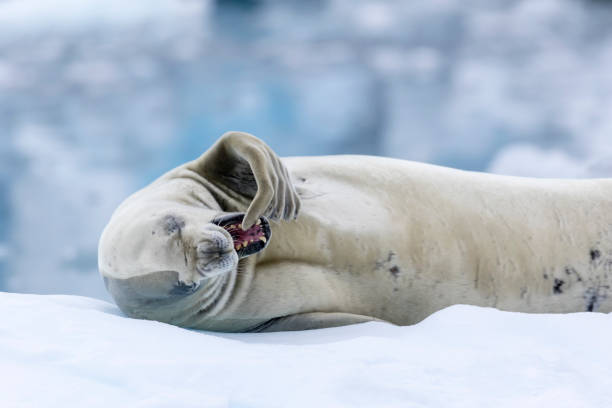 Crabeater seal (Lobodon carcinophaga) portrait on an ice floe in Crystal Sound, Antarctic Peninsula