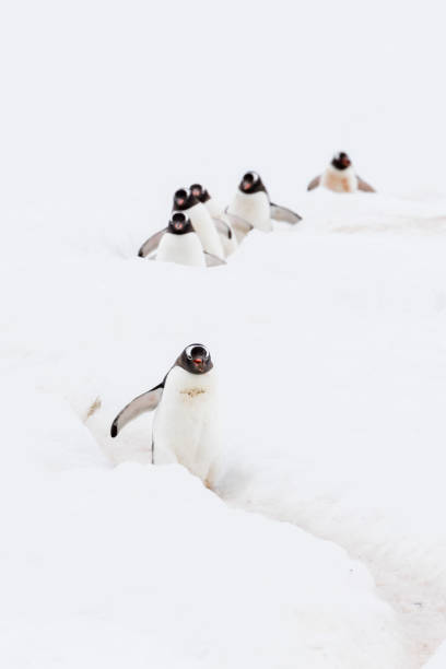 istock A group of Gentoo penguins 1146417572