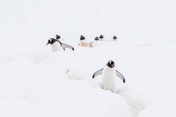 istock A group of Gentoo penguins 1146417580