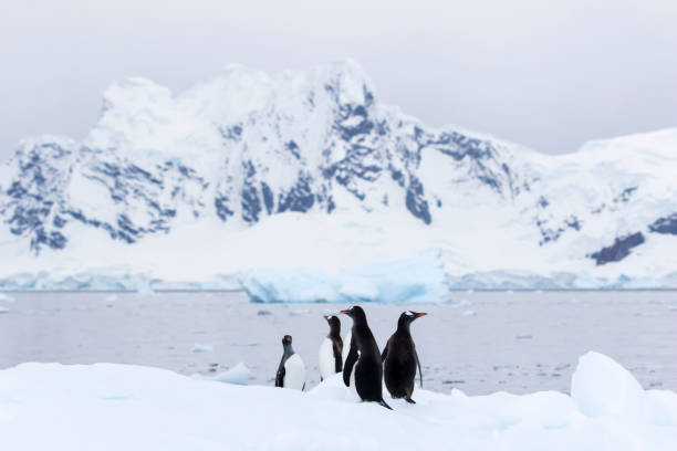 istock Gentoo penguins on an iceberg 1146417728