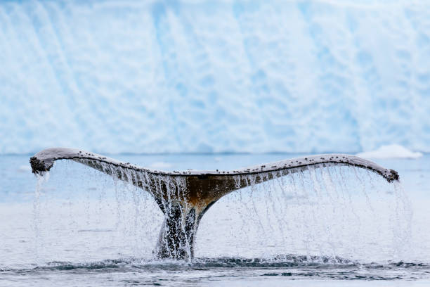Humpback whale fluke Humpback whale (Megaptera novaeangliae) fluke near a glacier in Paradise Harbor, Antarctic Peninsula antarctic peninsula photos stock pictures, royalty-free photos & images