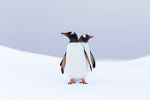 Gentoo penguins on an iceberg