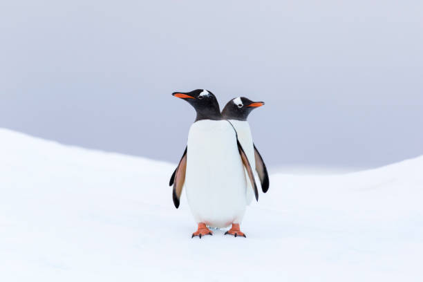 Gentoo penguins on an iceberg Two Gentoo penguins, (Pygoscelis papua) on an iceberg in Paradise Harbor, Antarctic Peninsula gentoo penguin photos stock pictures, royalty-free photos & images