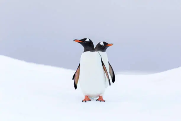 Photo of Gentoo penguins on an iceberg