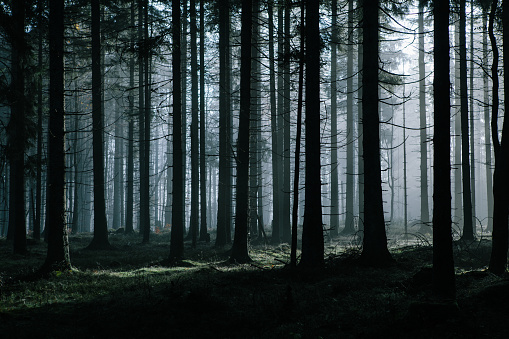 A mysterious dark forest with an atmosphere during the misty morning in autumn.