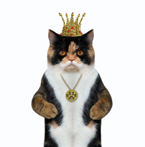 istock Cat with a crown and a medallion 2 1146420245