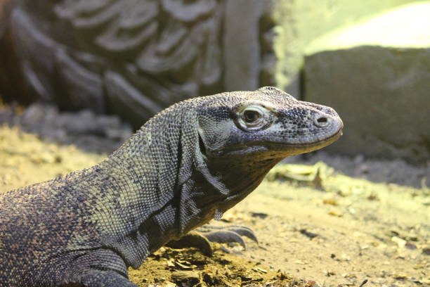 istock An iguana in the zoo 1146420302