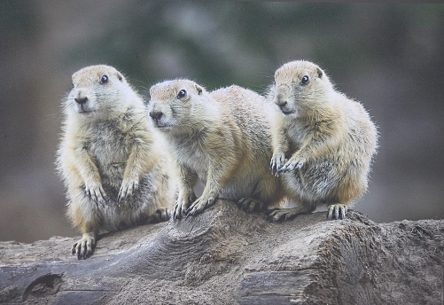 Three lurking meerkats