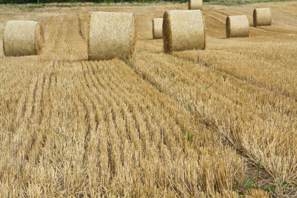 istock Bales of hay on a field 1146423150