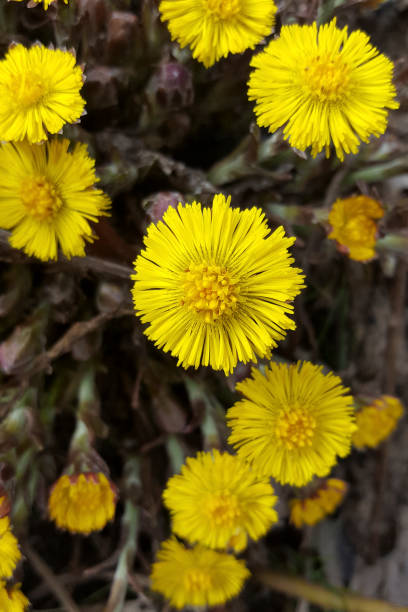 istock Flowering Coltsfoot; one flower in focus 1146423654