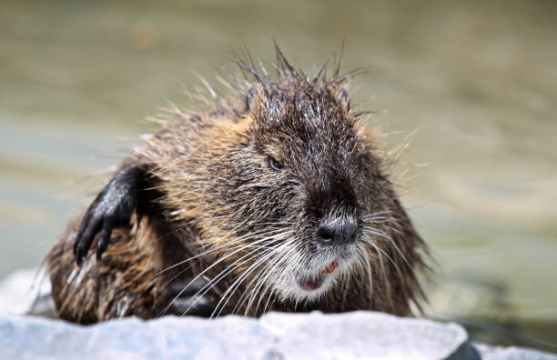 A Muskrat ( Ondatra ) on the grass shore at the edge of a pond in Washington State.