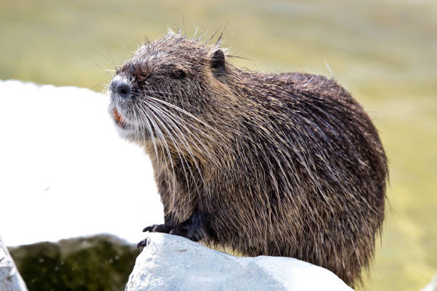 istock Coypu, Myocastor coypus, also known as river rat or nutria 1146423814