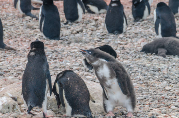 istock Adelie Penguin couple feeding their chick 1146425493