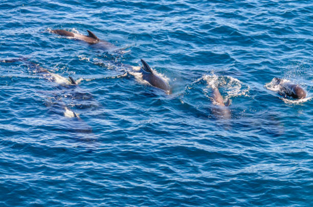 istock Long-Finned Pilot Whales in the Southern Atlantic Ocean 1146425499