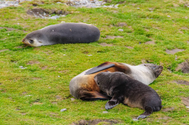 istock Seals at Fortuna Bay 1146425547