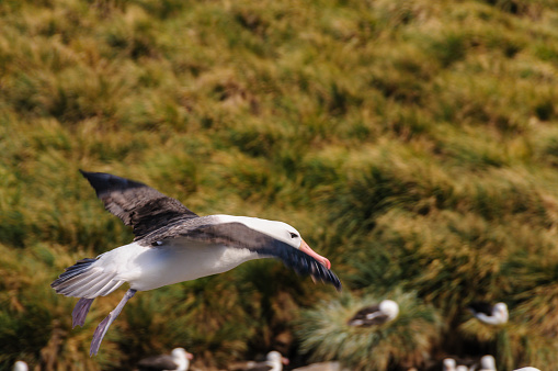 Close-up of a Black-Browed Albatross in Flight. West-Point Island, the Falklands.