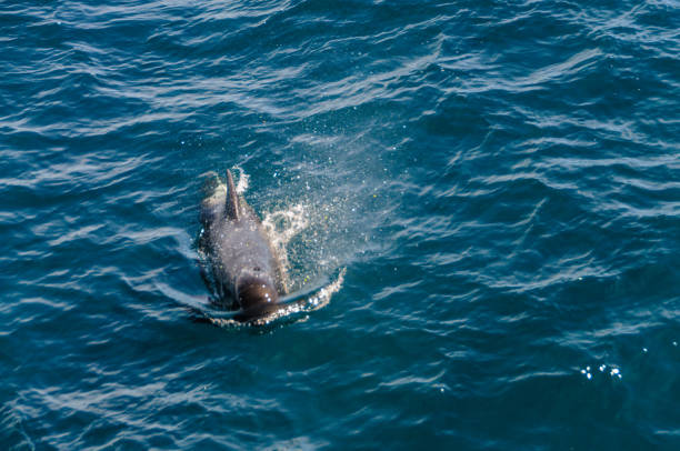 istock Long-Finned Pilot Whales in the Southern Atlantic Ocean 1146425667