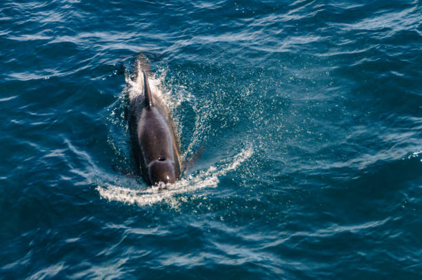 istock Long-Finned Pilot Whales in the Southern Atlantic Ocean 1146425678