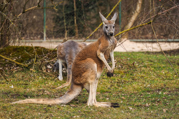 istock Red kangaroo, Macropus rufus in a german zoo 1146425728