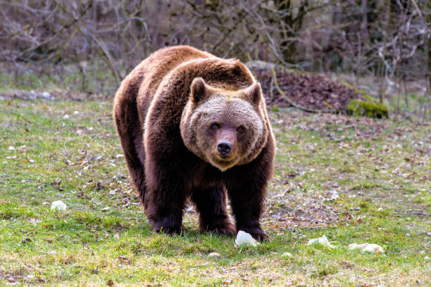 istock European brown bear, ursus arctos in a park 1146425732