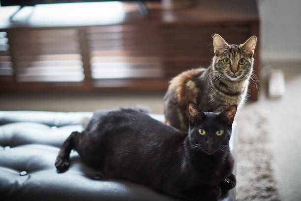 Two pet cats, one tabby and one black, relax on their owner's bed, gazing at the camera.