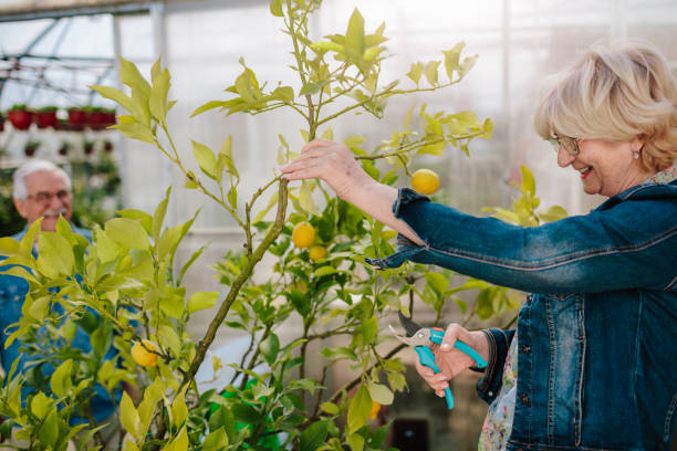 istock Seniors Gardening 1146435956