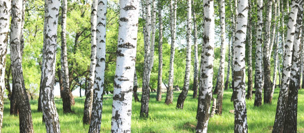 Young birch with black and white birch bark in spring