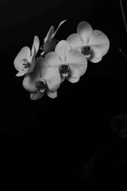 istock White orchid flower on a black background, space for a text, flat lay. 1146438224