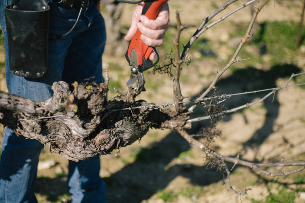 istock Midsection Of Man Cutting Dead Plant 1146439493