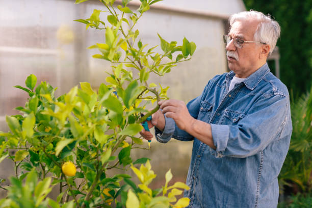 istock Seniors Gardening 1146440864