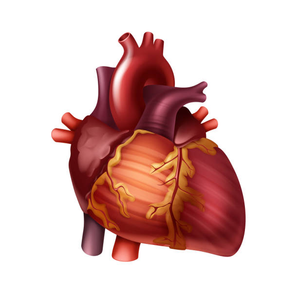 벡터 빨간색 건강 한 인간의 심장 동맥으로 전면 보기 배경에 고립 된 닫기 - human artery animal artery human heart blood stock illustrations