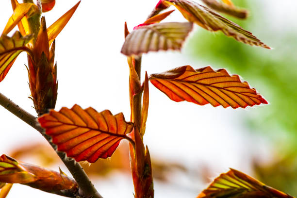 Spring nature leaves color awakening isolated art flora summer branch garden hobby