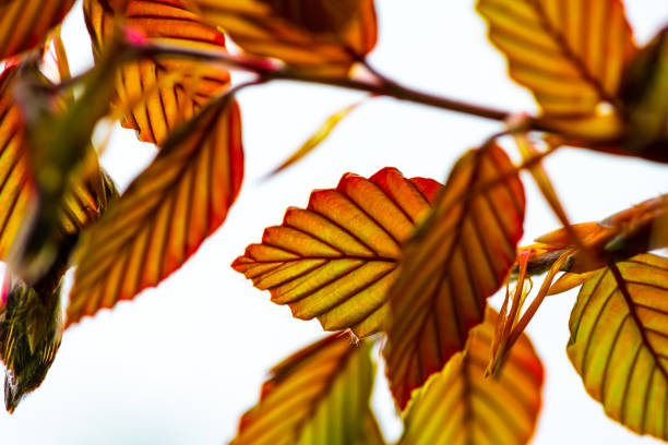 Spring nature leaves color awakening isolated art flora summer branch garden hobby