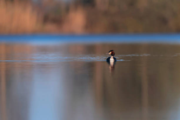 istock Great crested grebe in lake at sunrise. Side view. 1146442518