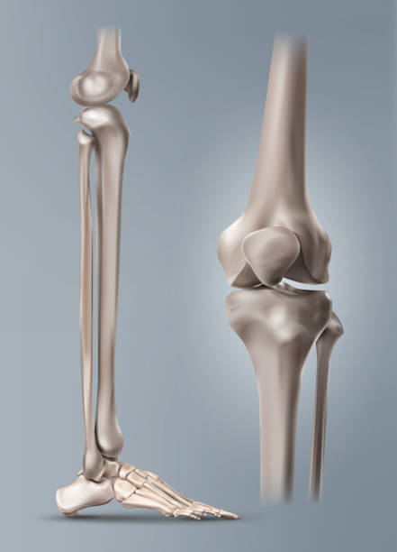 Vector medical illustration of the human leg or shin and bones of foot with knee-joint isolated on background Vector medical illustration of the human leg or shin and bones of foot with knee-joint. Isolated on background fibula stock illustrations