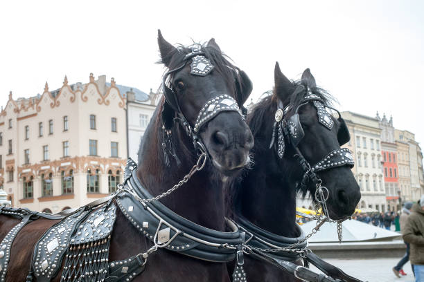 старый конный экипаж верхом на городской улице - horse black stallion friesian horse стоковые фото и изображения