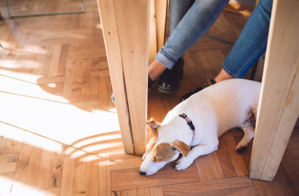istock Dog with its owner at a coffee shop 1146446018