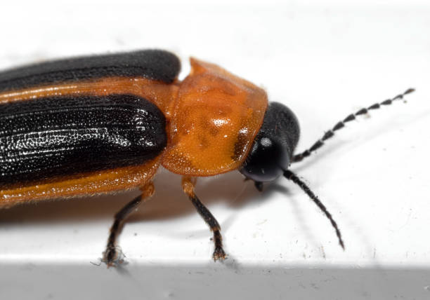 istock Macro Photo of Firefly on White Floor 1146446767