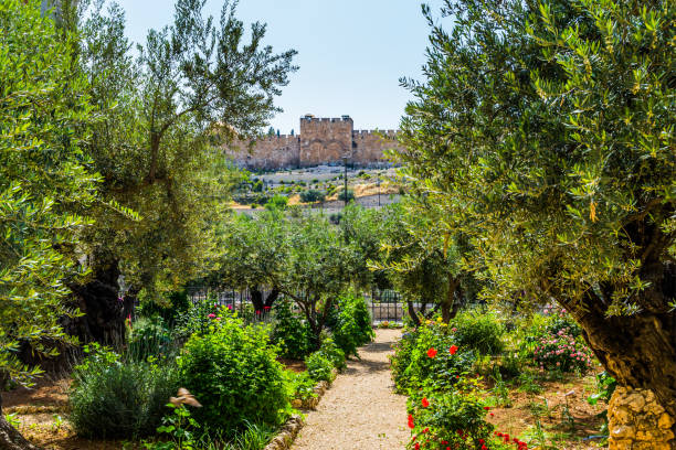 The symbol of the Christian faith Gethsemane Garden on the Mount of Olives in Jerusalem. Magnificent well-kept garden - a symbol of the Christian faith. The concept of historical, religious and ethnographic touris garden of gethsemane stock pictures, royalty-free photos & images