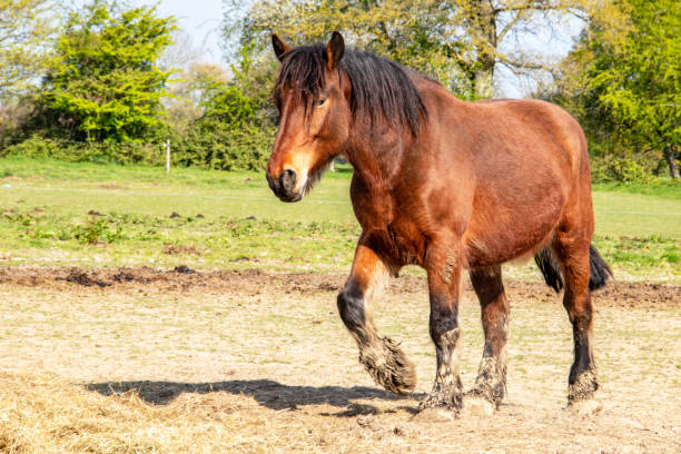 istock French draught horse seen from side 1146449515