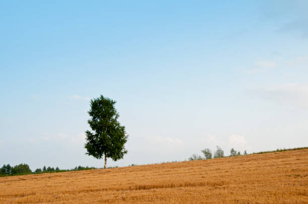 istock Harvested wheat field and a birch tree 1146449806