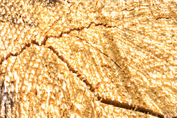 The texture or background of cut down tree trunk with annual or growth rings, cracks and fissures